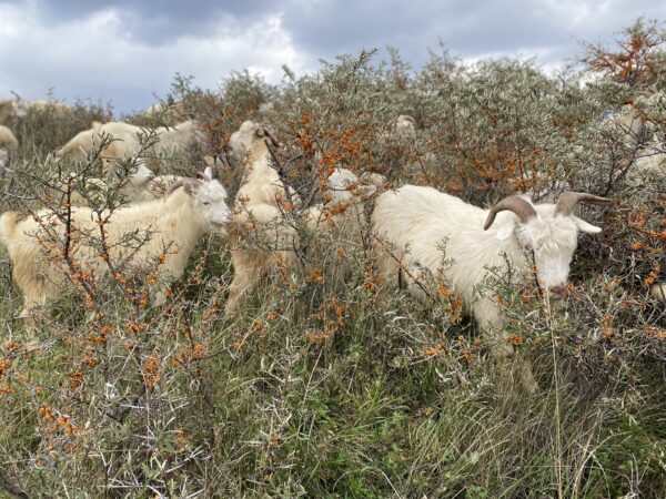 Why Cashmere is so valuable?