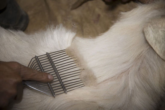 Is Cashmere Ethical?